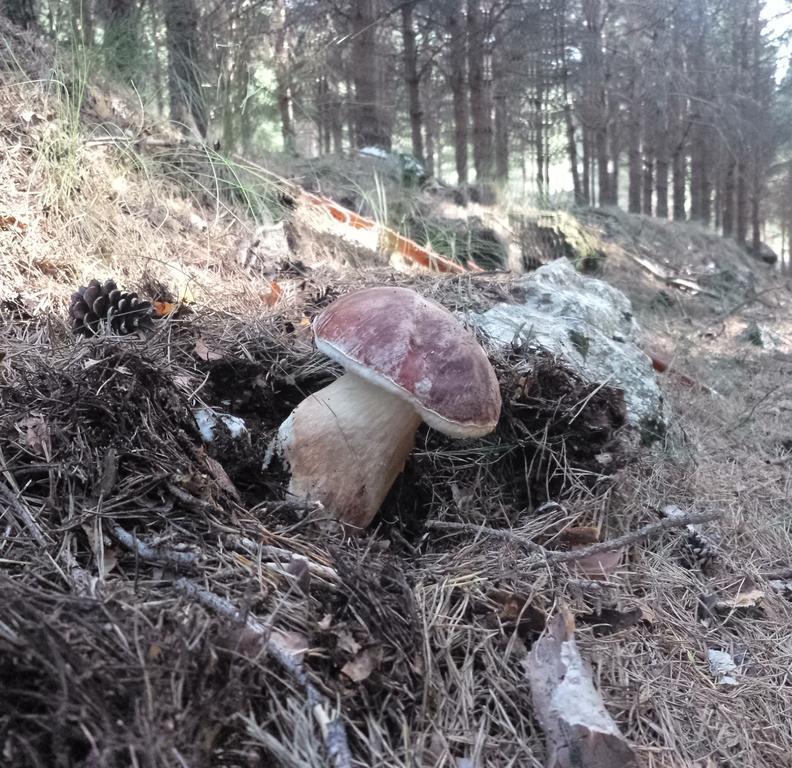 Casa Rural Con Encanto "Los Postigos" Banos De Montemayor Dış mekan fotoğraf